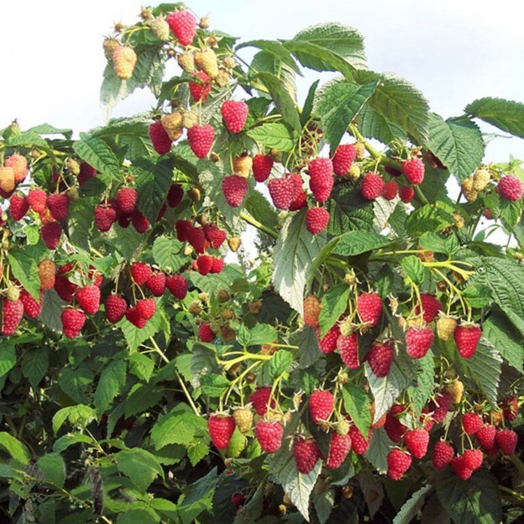 Фото Таруса в Омске Matilda Flowers