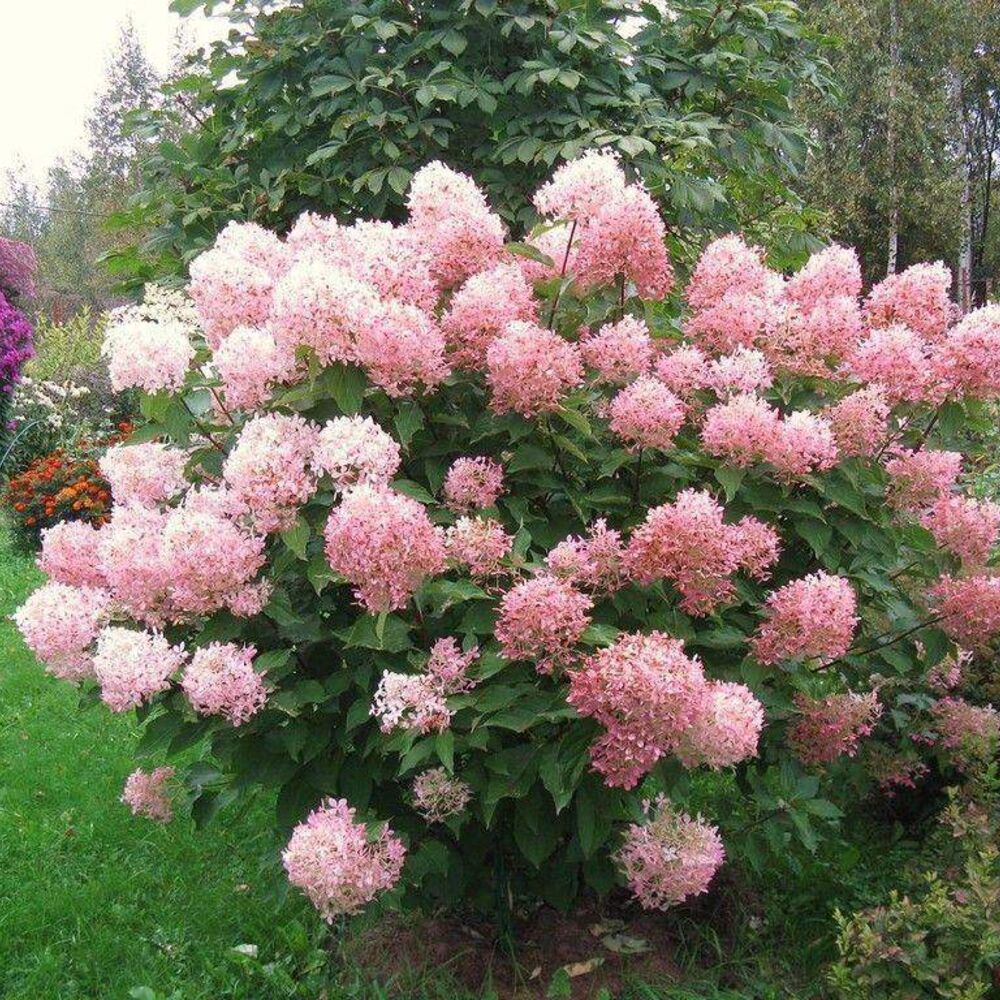 Фото Фантом (горшок 5л) в Омске Matilda Flowers