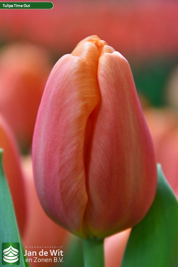 Фото Тайм аут в Омске Matilda Flowers