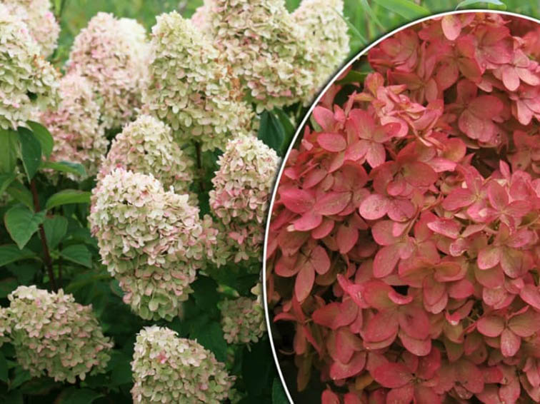 Фото Меджикал кендл (горшок 5л) в Омске Matilda Flowers