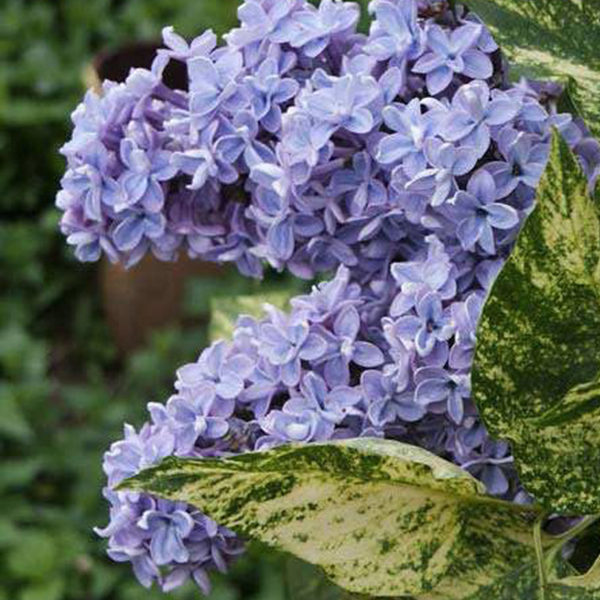 Фото Аукубафолия в Омске Matilda Flowers