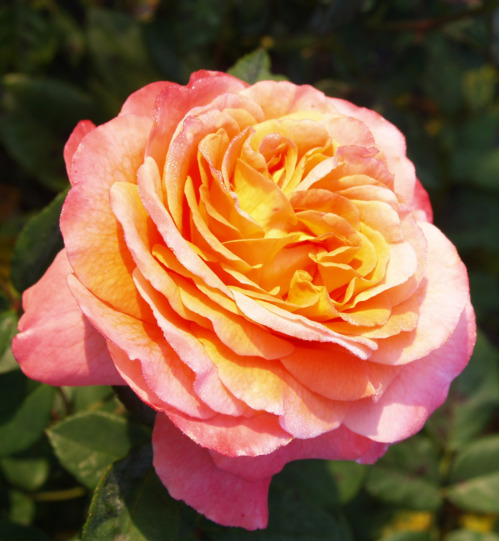 Фото Саженец чайно-гибридной розы Августа Луиза в Омске Matilda Flowers