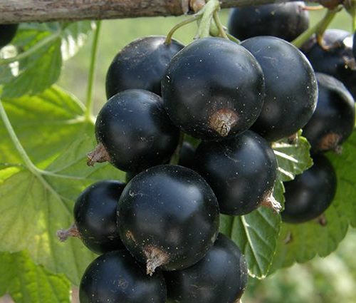 Фото Черная "дар Смоляниновой" в Омске Matilda Flowers