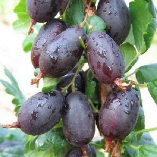 Фото Черномор в Омске Matilda Flowers