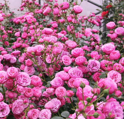 Фото флорибунда Помпонелла в Омске Matilda Flowers