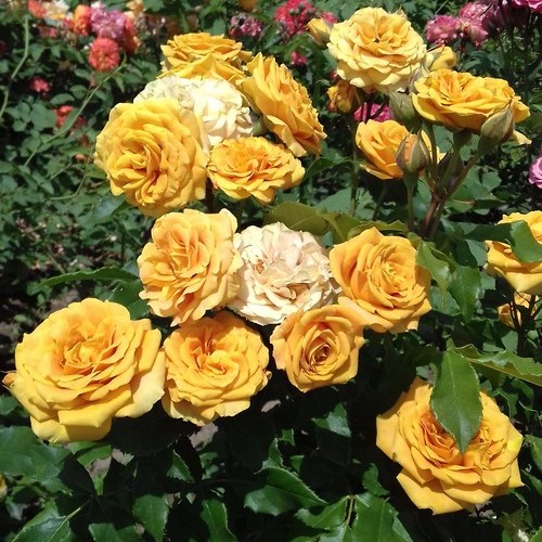 Фото Саженец спрей розы Сан Сити в Омске Matilda Flowers