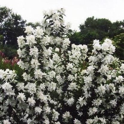 Фото Комсомолец в Омске Matilda Flowers