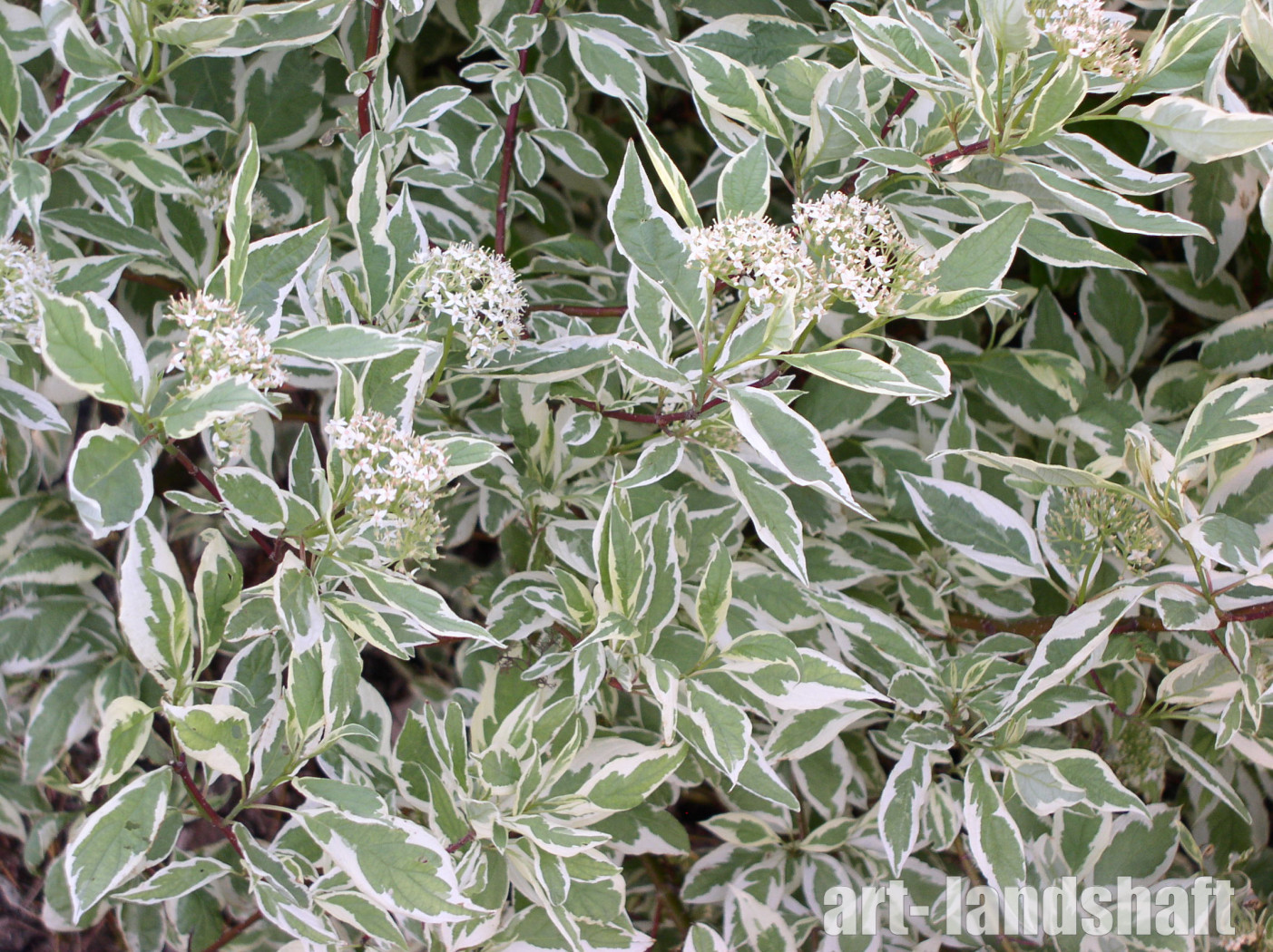 Фото Айвори Хало в Омске Matilda Flowers