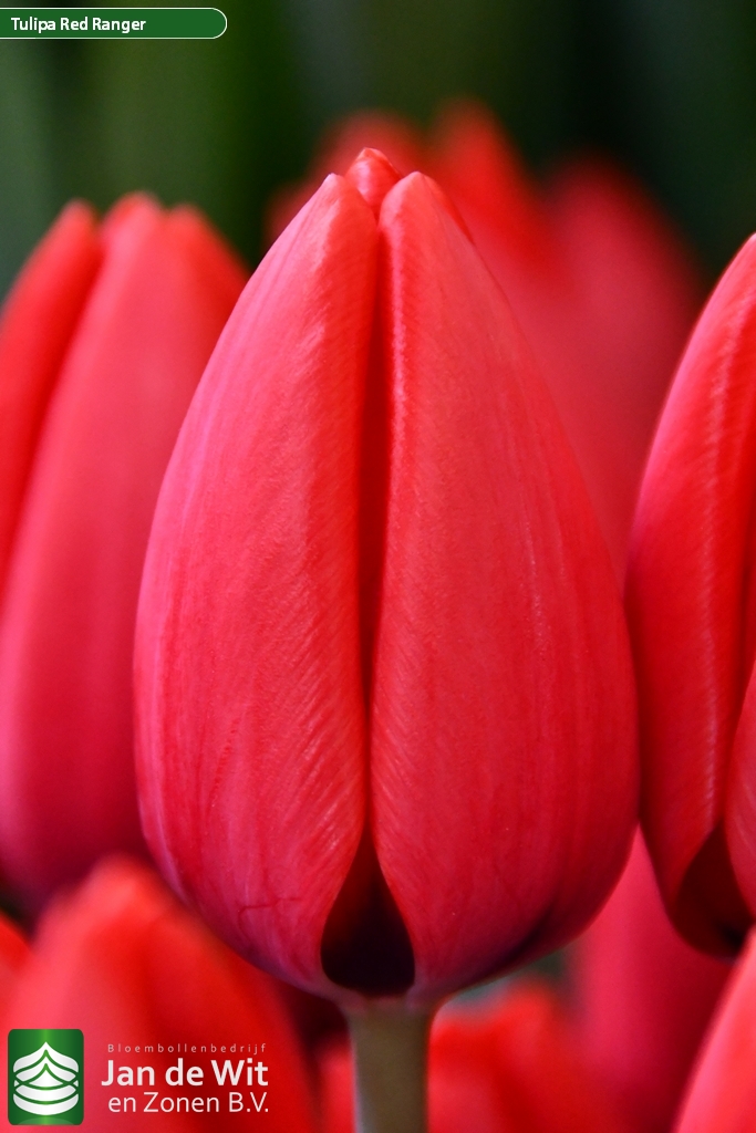 Фото Ред Рейнджер в Омске Matilda Flowers