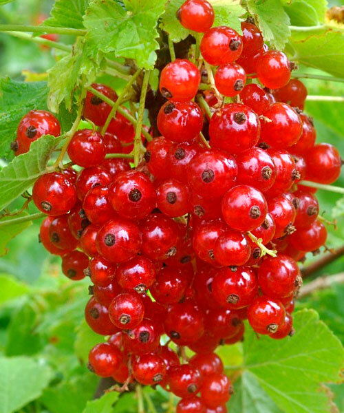 Фото Красная "Ненаглядная" в Омске Matilda Flowers