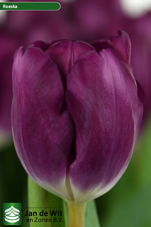 Фото Роежка в Омске Matilda Flowers