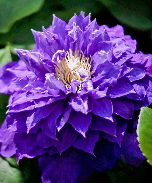 Фото Бьюти оф Ворчестер в Омске Matilda Flowers