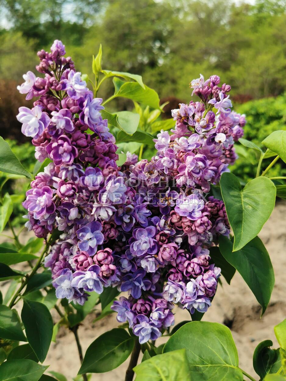 Фото Ами Шотт в Омске Matilda Flowers