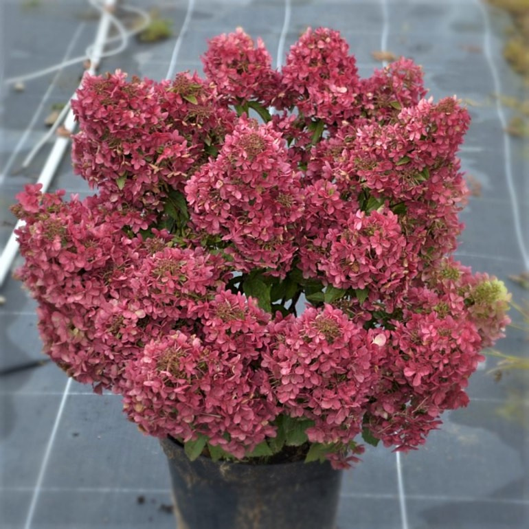 Фото Петит Стар (горшок мал. P9) в Омске Matilda Flowers