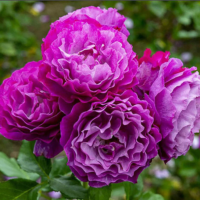 Фото Блю Эден в Омске Matilda Flowers