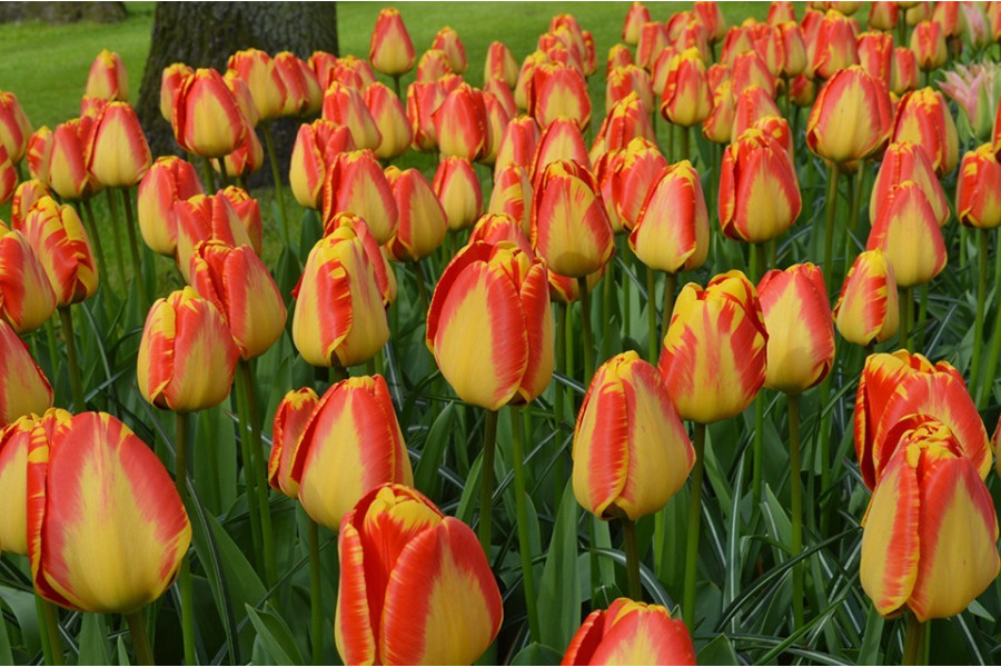 Фото Банья Лука в Омске Matilda Flowers