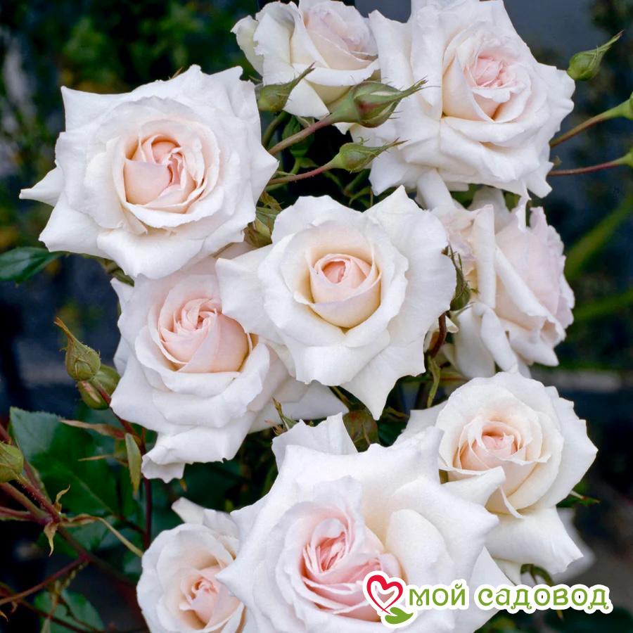 Фото Лебединый Глаз в Омске Matilda Flowers