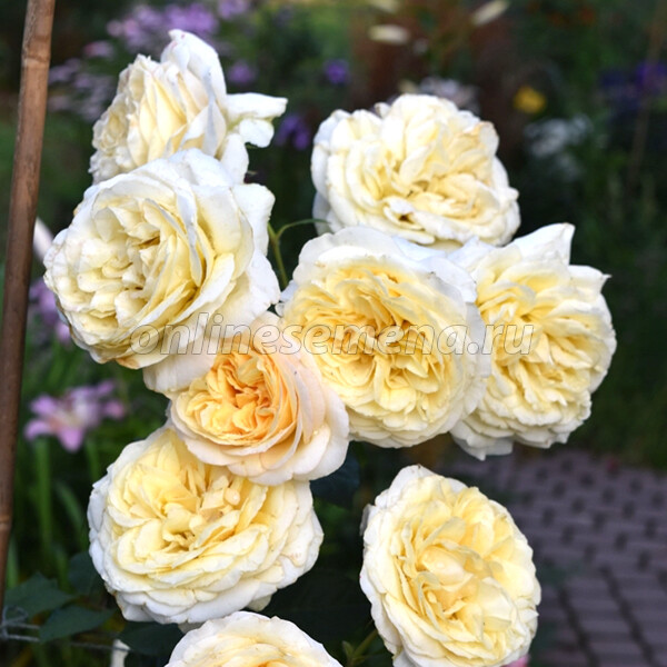 Фото Май Герл в Омске Matilda Flowers