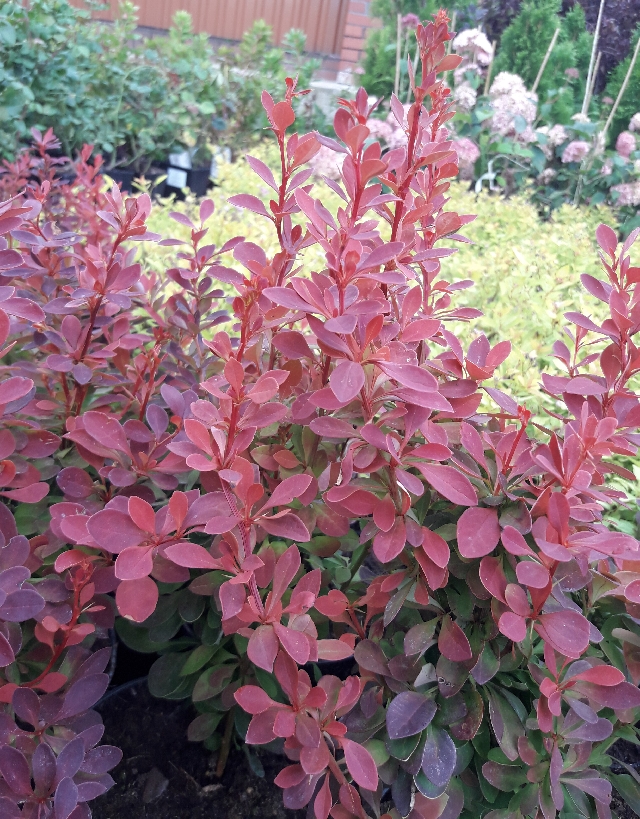 Фото тунберга "Рэд Тауэр" в Омске Matilda Flowers