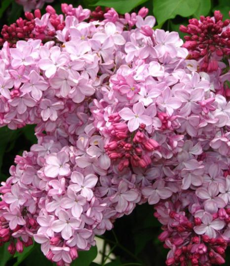 Фото Калифорния Роуз в Омске Matilda Flowers