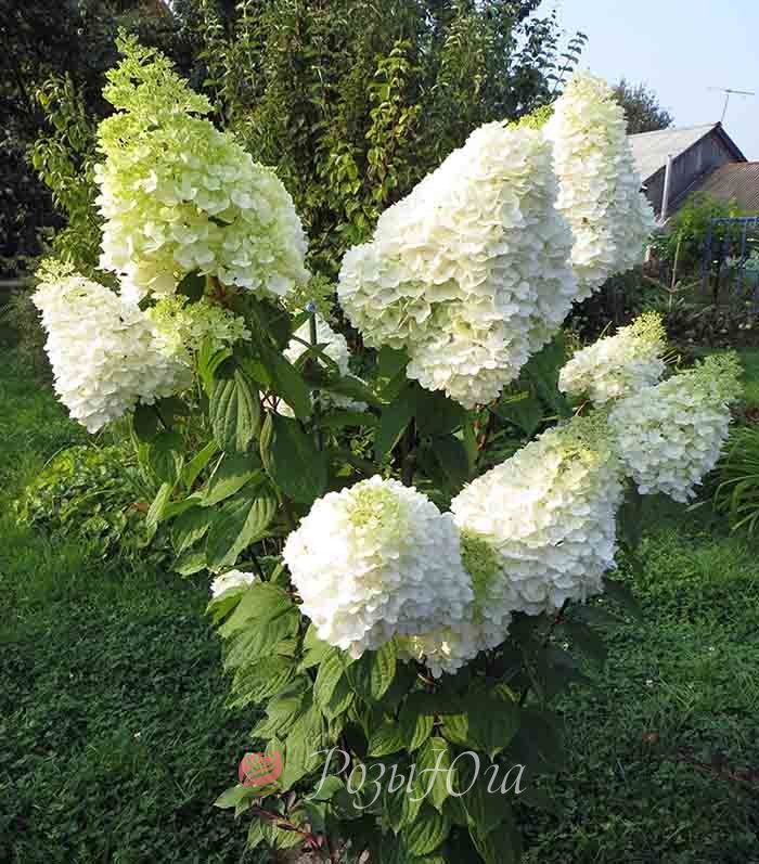 Фото Меджикал Мунлайт (горшок мал. P9) в Омске Matilda Flowers