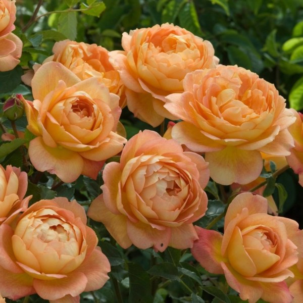 Фото Саженец парковой розы Леди оф Шалот в Омске Matilda Flowers