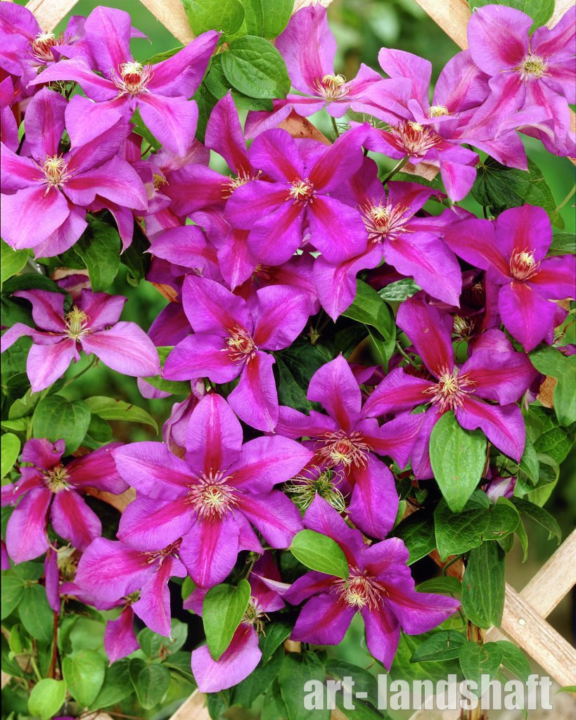 Фото Мистер Томпсон в Омске Matilda Flowers