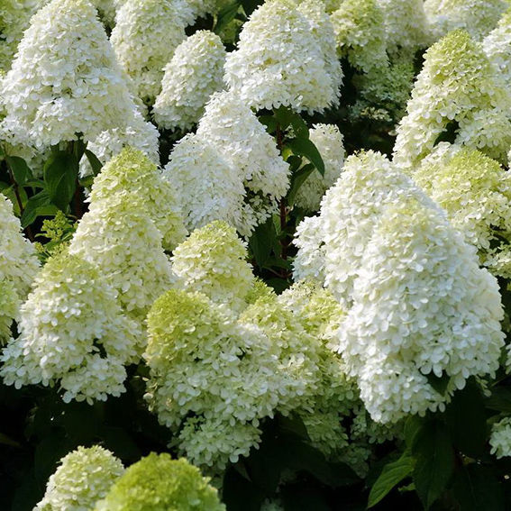 Фото Полар Бир в Омске Matilda Flowers