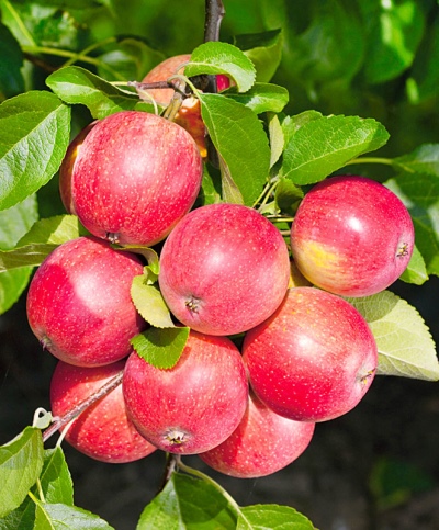 Фото Солнцедар в Омске Matilda Flowers