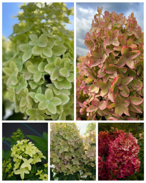 Фото Металлика в Омске Matilda Flowers