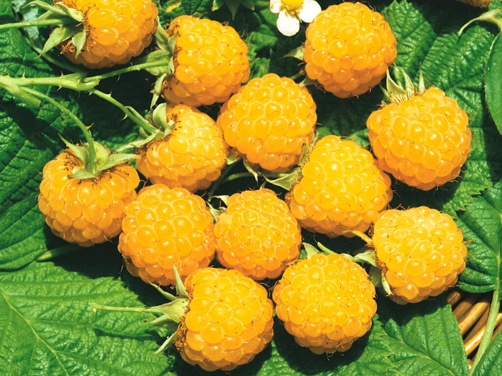 Фото Желтый гигант в Омске Matilda Flowers