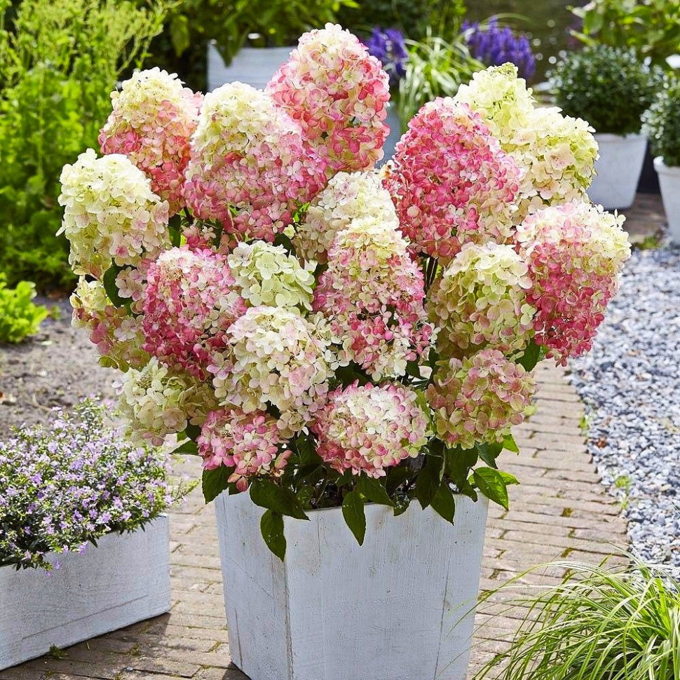 Фото Литл Блоссом в Омске Matilda Flowers