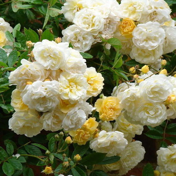 Фото Гислен де Фелигонд в Омске Matilda Flowers