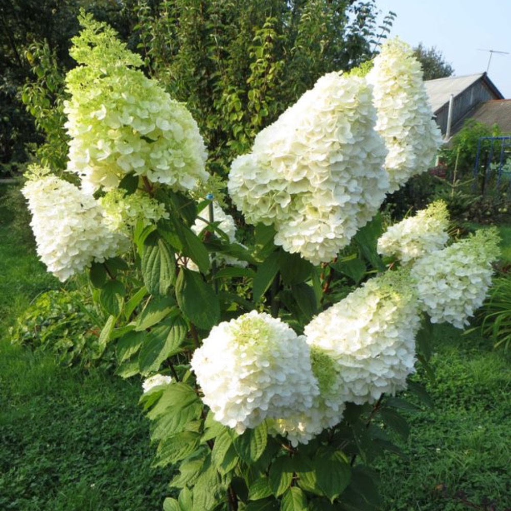 Фото Меджикал мунлайт в Омске Matilda Flowers