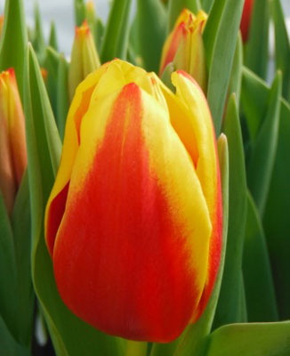 Фото Люба в Омске Matilda Flowers