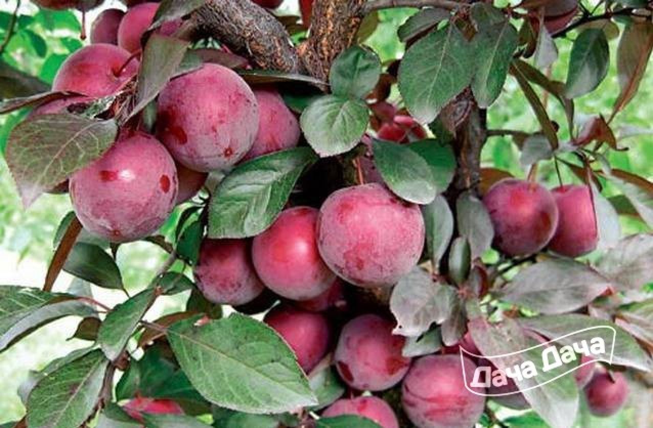 Фото Дудука в Омске Matilda Flowers