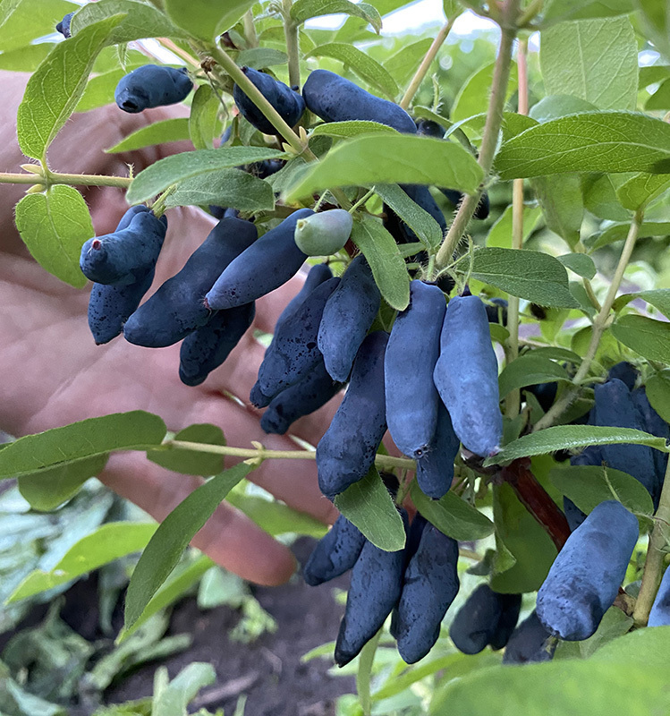 Фото Роксана в Омске Matilda Flowers