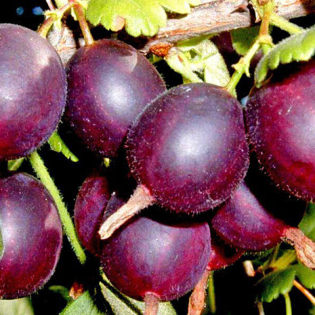 Фото Северный капитан в Омске Matilda Flowers