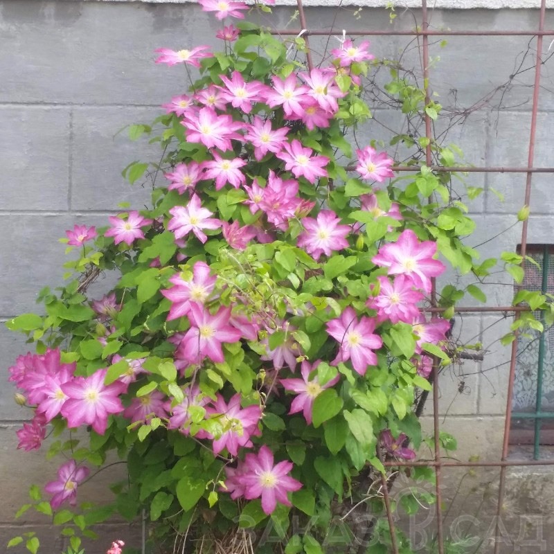 Фото Асао в Омске Matilda Flowers