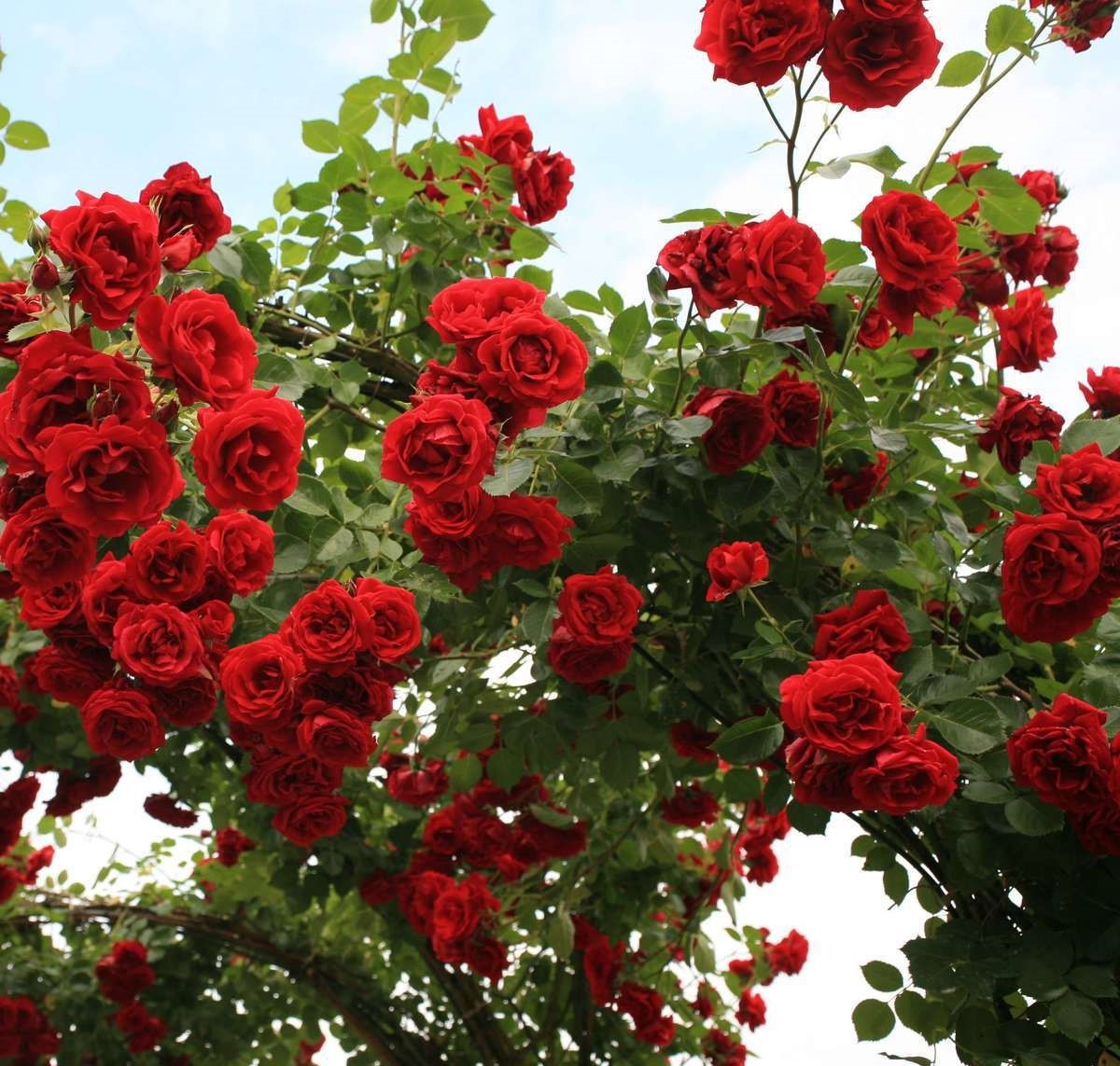 Фото Саженец плетистой розы Симпати в Омске Matilda Flowers