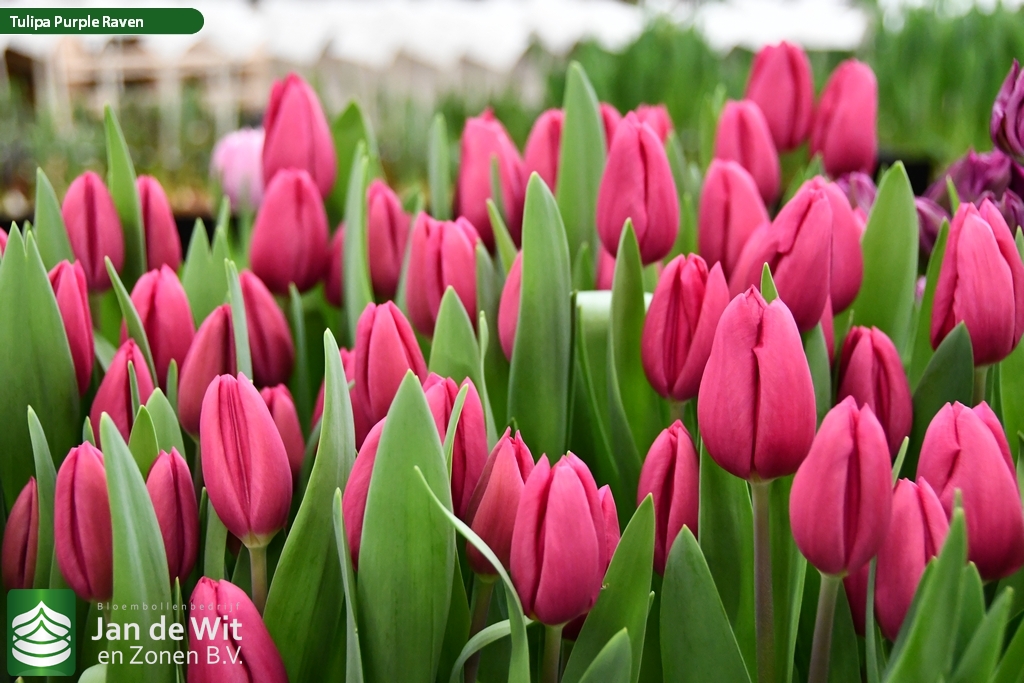 Фото Пурпл Рейвен в Омске Matilda Flowers